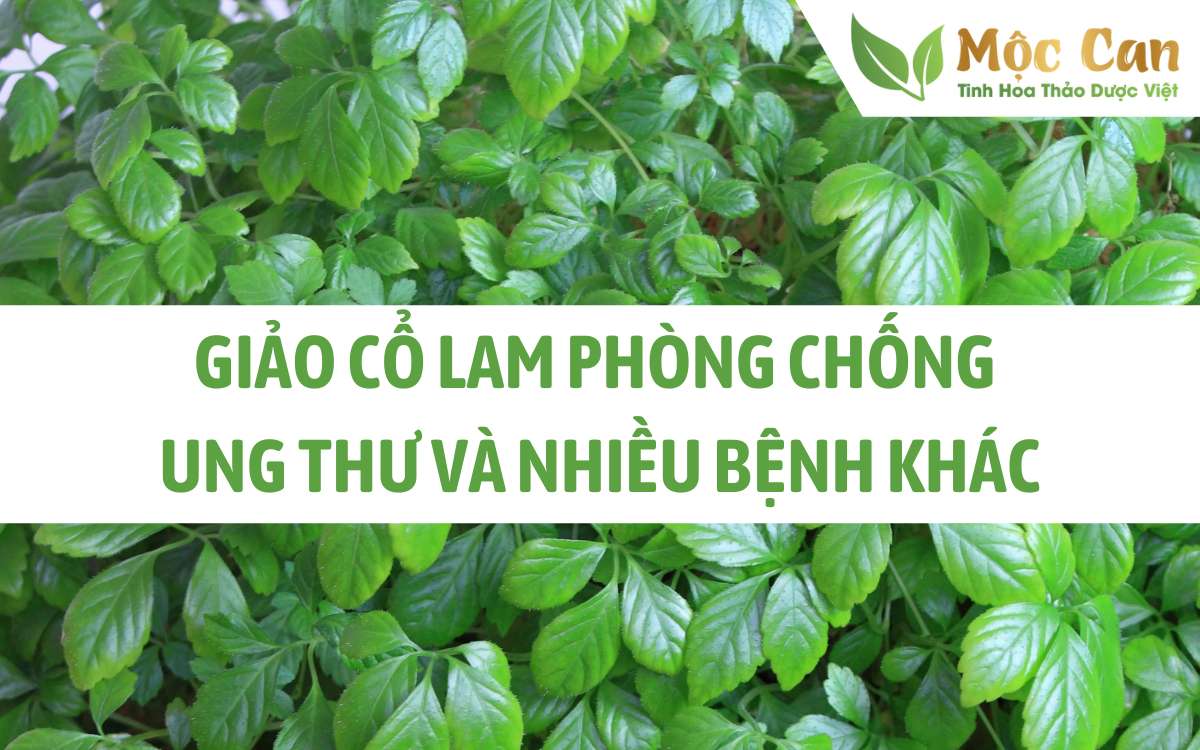 Giảo cổ lam phòng chống ung thư và nhiều bệnh khác.  1